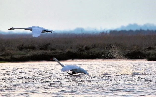 Uccelli acquatici in volo presso la laguna