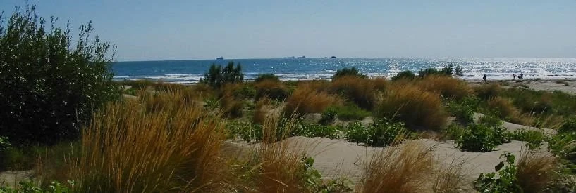 Dune e vegetazione del litorale di Ca' Roman