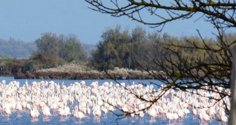Avifauna sulle acque della Giarona, nel territorio di Valle Averto