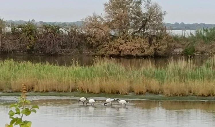 Uccelli sulle rive del Canale del Cornio
